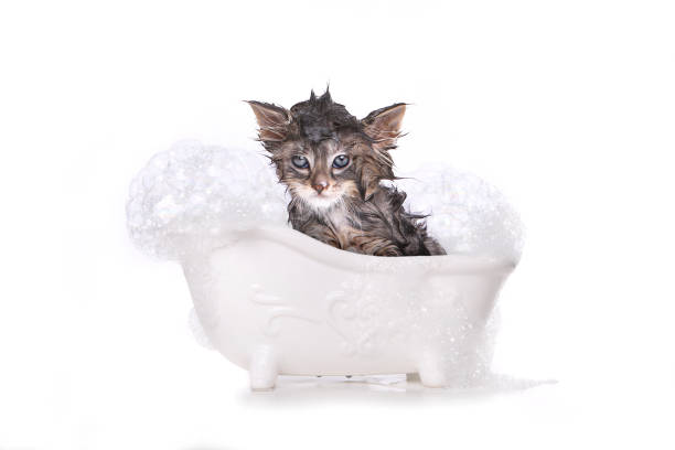 Dripping Wet Kitten on White stock photo