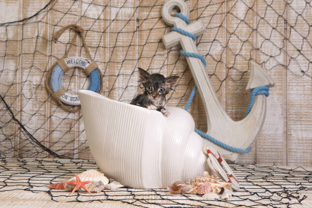 istock Dripping Wet Kitten on Ocean Themed Background 683840538