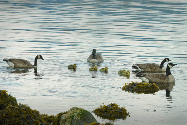 istock Canada Geese and Goslings 683840958