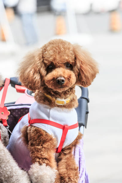 istock lovely teddy dog sitting in a pet car 683841088