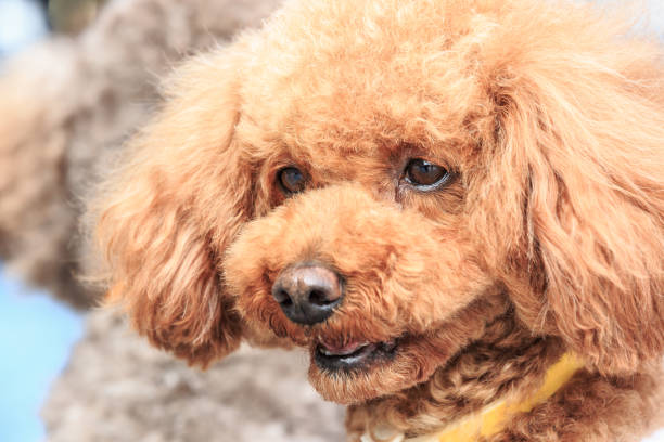 istock Lively and lovely teddy dog 683841114