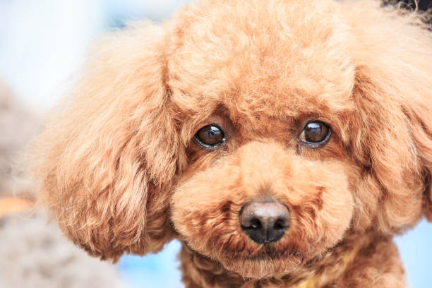 istock Lively and lovely teddy dog 683841142