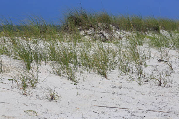 gräser auf einer sanddüne an der küste - sand sea oat grass beach sand dune stock-fotos und bilder