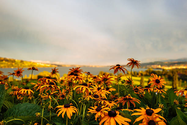 istock Black Eyed Susans Growing On Field Against Sky 683842115