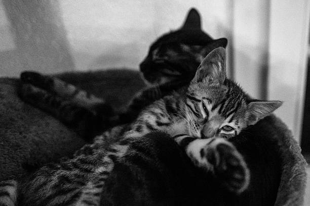 istock Bengal Cats Resting On Seat At Home 683842221