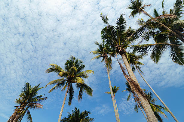 low angle view of coconut palm tree against blue sky - treetop sky tree high section imagens e fotografias de stock