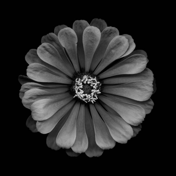 istock Mochrome zinnia isolated on black 683844232