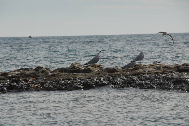 istock Seagulls on the Mediterranean in Spain 683844470