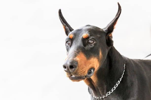 istock Cute face of a doberman pinscher dog 683845056