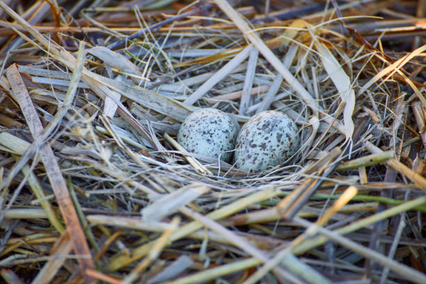Nest on the water with eggs during the breeding season in the spring.