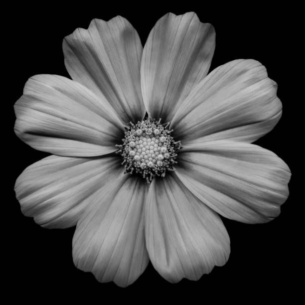 istock Mochrome cosmos flower isolated on black 683848032