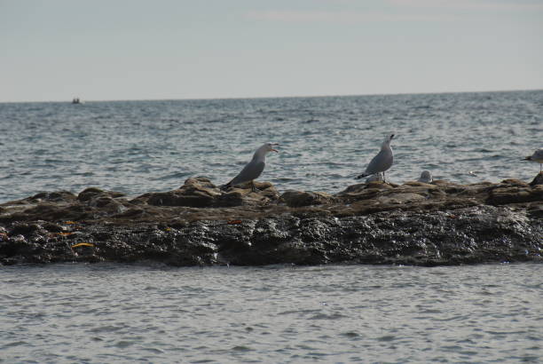 istock Seagulls on the Mediterranean in Spain 683848634