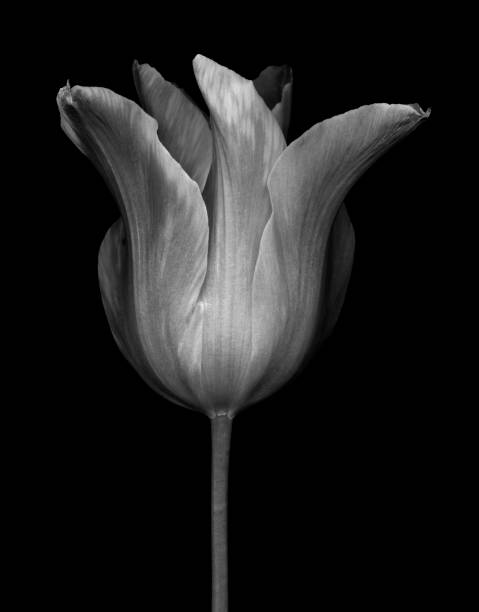 istock Monochrome Tulip isolated on black 683848740