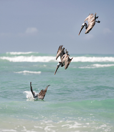 Three frame shot with great detail of a Pelican hunting, diving from the sky. You can see the different stages of approach. Nikon D810. Converted from RAW.