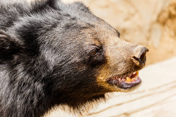 istock Black bear in the forest asia thailand 683856478