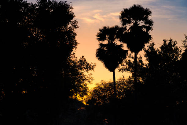 Dark shapes of palm trees against the background of the setting sun