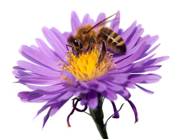 abeja de miel en flor violeta aislada sobre fondo blanco - animal beautiful beauty in nature bee fotografías e imágenes de stock