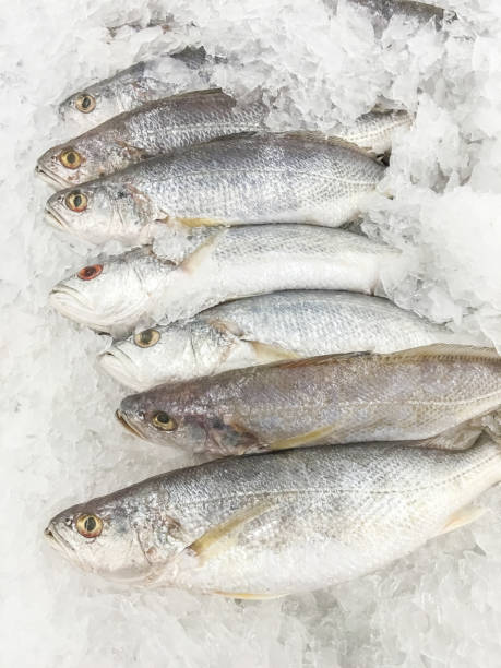 White croaker fish White croaker fish fresh in ice sell on market. raw croaker fish stock pictures, royalty-free photos & images