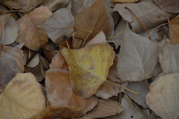 istock Autumn forest / autumn colors in Spain 683866380