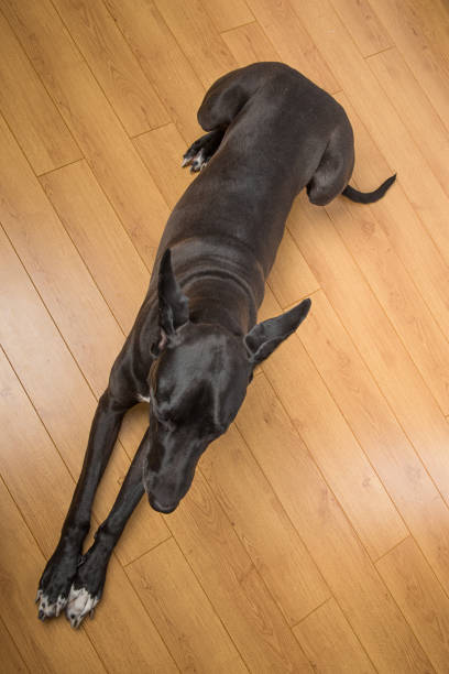 istock Black greatdane on hardwood floor 683867516