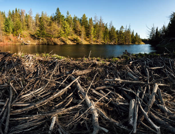 Beaver Dam A large beaver dam blocks a narrow cove. beaver dam stock pictures, royalty-free photos & images