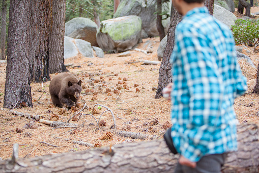 27-years-old man, tourist,  filming the young wild Black american bear in the forest in Yosemite National Park. California, USA, North America