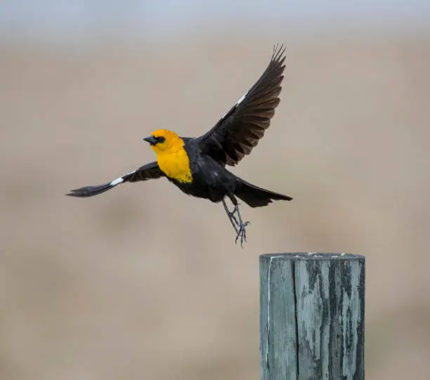 A Yellow headed Blackbird in flight. Taken in Red Deer, Alberta