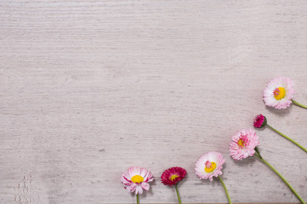 istock Border from fresh fragrant flowers on vintage  background . Selective focus. Place for text. Fresh flowers on a wooden surface 683879074