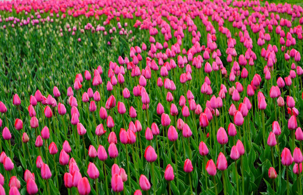 fiori tulipano rosa. bocciolo di fiori primaverili.  campo di bellissimi tulipani.  vista laterale.   per il design.  natura. - bud flower tulip flowers foto e immagini stock