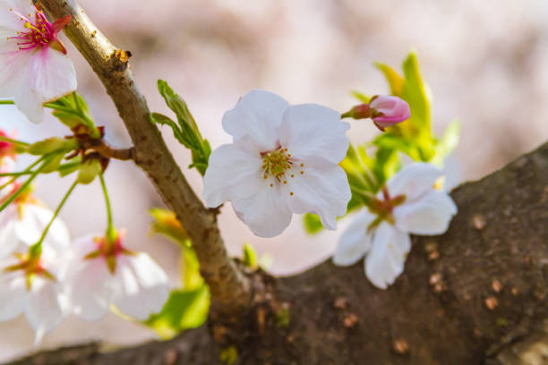 cherry blossoms in Kyoto, Japan