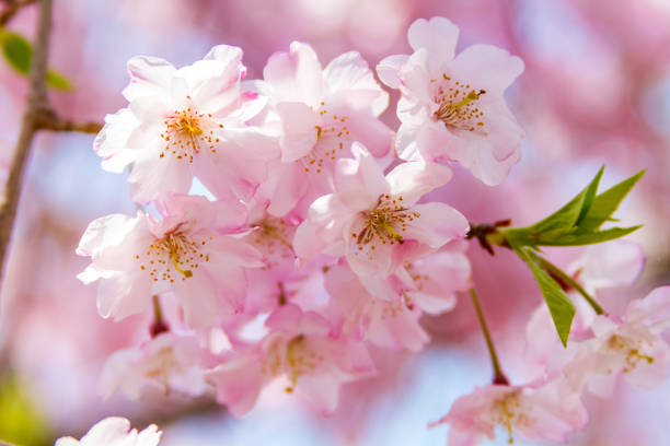 cherry blossoms in Kyoto, Japan