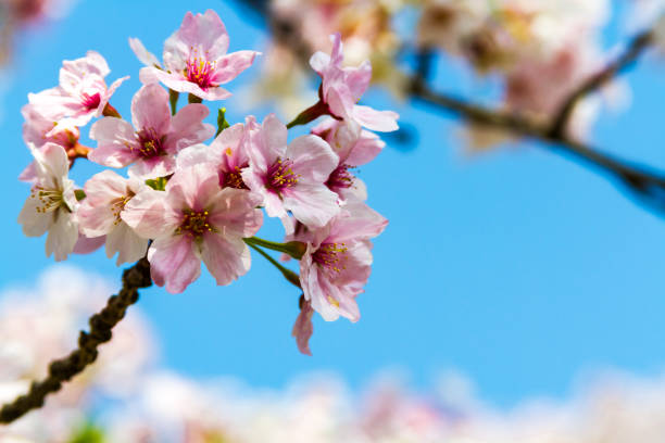 istock cherry blossoms in Kyoto, Japan 683887770