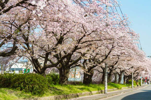 istock cherry blossoms in Kyoto, Japan 683887912