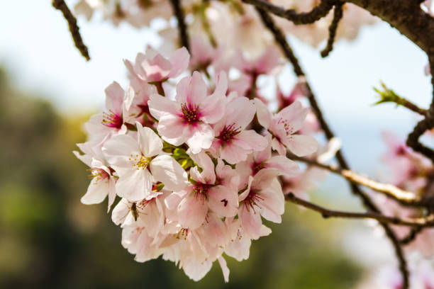 cherry blossoms in Kyoto, Japan