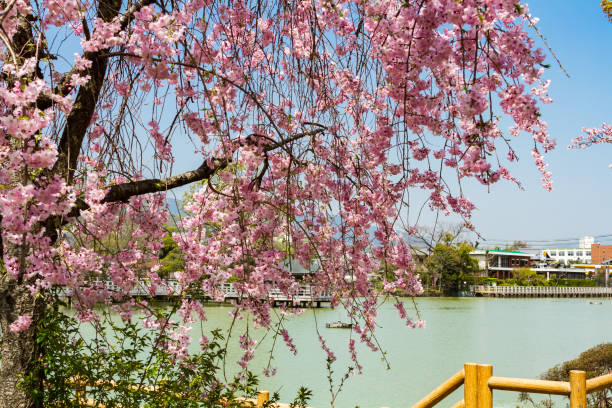 cherry blossoms in Kyoto, Japan
