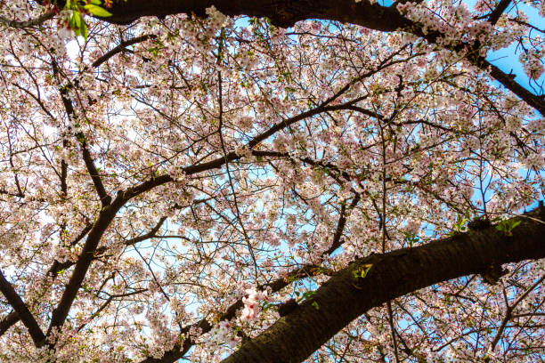 cherry blossoms in Kyoto, Japan