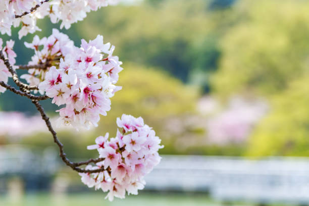 kwiaty wiśni w kioto, japonia - cherry tree flash zdjęcia i obrazy z banku zdjęć