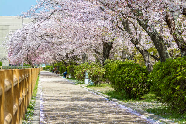 istock cherry blossoms in Kyoto, Japan 683888026