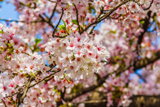 cherry blossoms in Kyoto, Japan