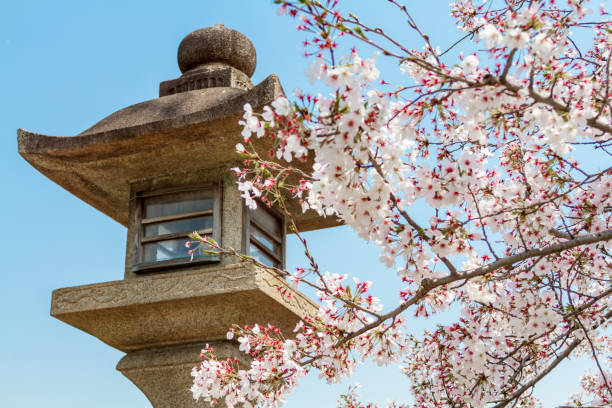 cherry blossoms in Kyoto, Japan