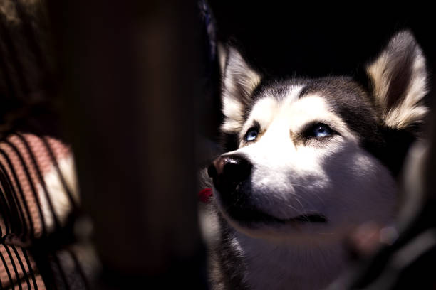 istock Naiya the Husky 683888292