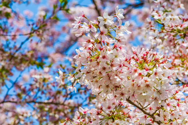 cherry blossoms in Kyoto, Japan