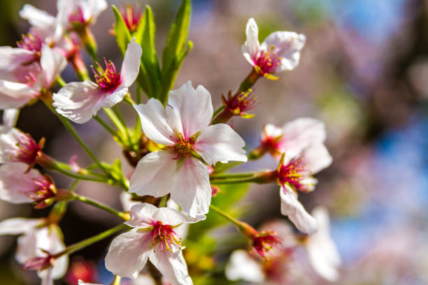 kwiaty wiśni w kioto, japonia - cherry tree flash zdjęcia i obrazy z banku zdjęć