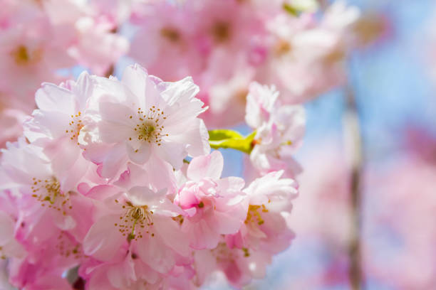 kwiaty wiśni w kioto, japonia - cherry tree flash zdjęcia i obrazy z banku zdjęć