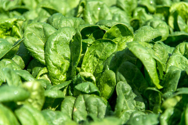 Fresh spinach in an early spring garden