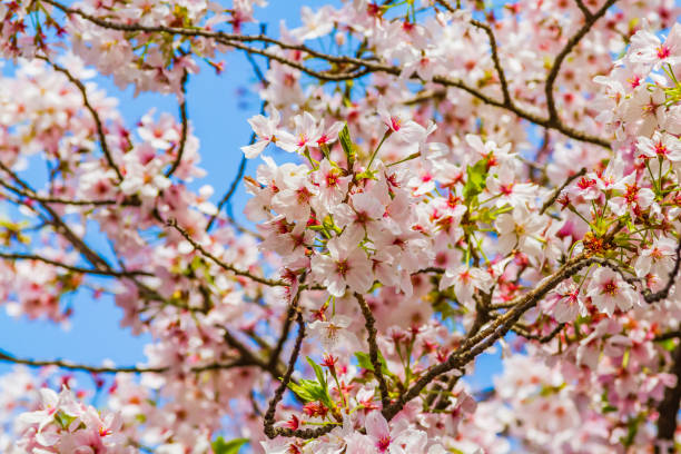 istock cherry blossoms in Kyoto, Japan 683888858