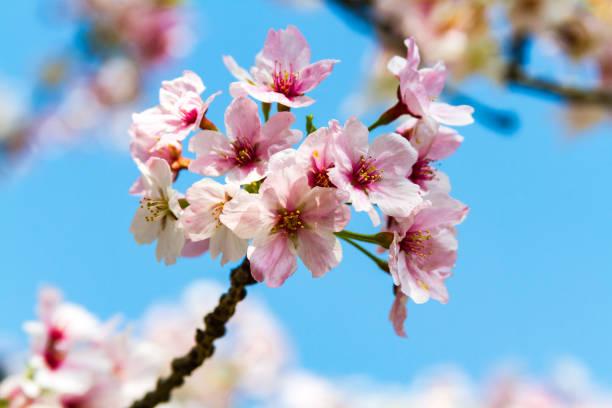 kwiaty wiśni w kioto, japonia - cherry tree flash zdjęcia i obrazy z banku zdjęć