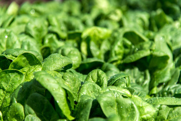istock Fresh spinach in an early spring garden 683888960