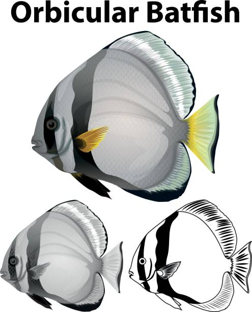 Orbicular batfish in three sketches Orbicular batfish in three sketches illustration batfish platax stock illustrations