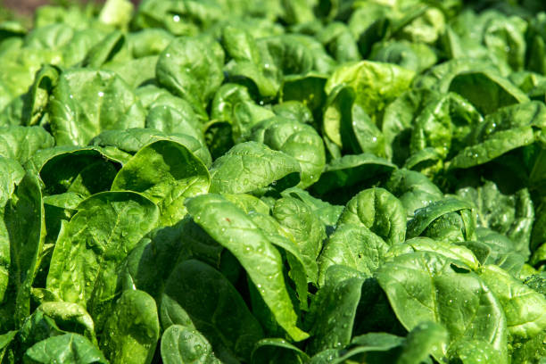 istock Fresh spinach in an early spring garden 683891092